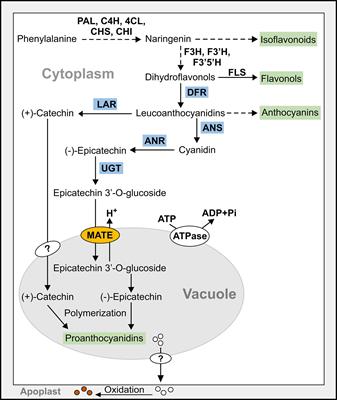 Global analysis of common bean multidrug and toxic compound extrusion transporters (PvMATEs): PvMATE8 and pinto bean seed coat darkening